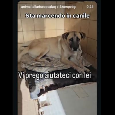 OMBRA ADORABILE CAGNOLONA IN ADOZIONE - Foto 3