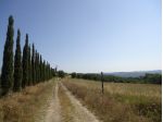 COLONICA di 2500 mq (CASTELFIORENTINO) rif. C 191