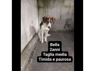 Cagnolini in adozione: RINGO ROMOLA BELLA FREDDY PABLO MONDO