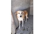 THOR 2 ANNI SIMIL LABRADOR TAGLIA MEDIA