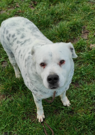 CANE IN ADOZIONE: AMELIE, una vita di briciole. - Foto 8