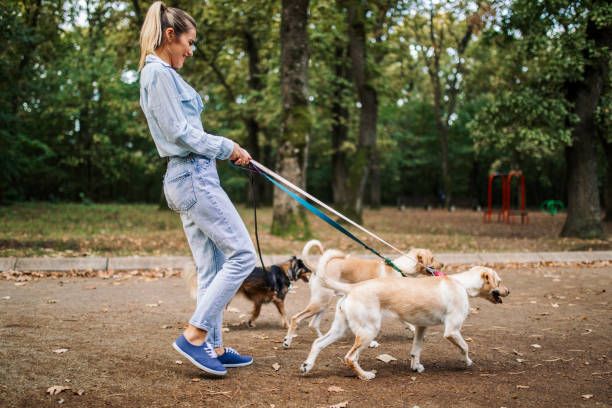 Dogsitter