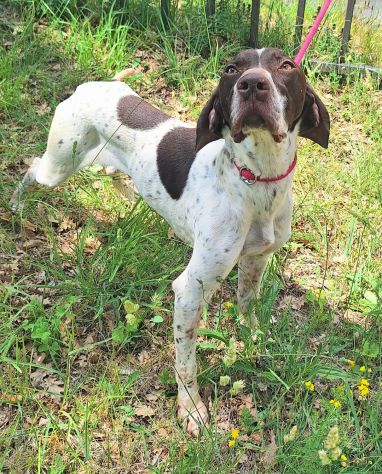 Goya 3 anni bracco - Foto 2