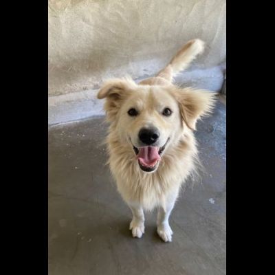 RUNNER cerca casa CANE IN ADOZIONE - Foto 6