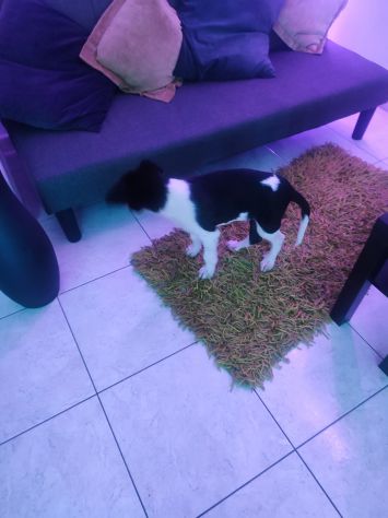 Regalo cucciolo incrocio border collie - Foto 8