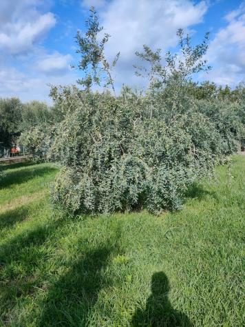 Villa in vendita a Cervaiolo - Montignoso 400 mq Rif: 1038370 - Foto 7