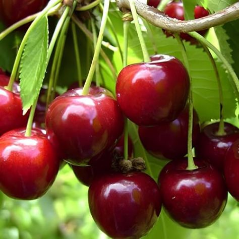 Raccolta frutta