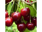Raccolta frutta
