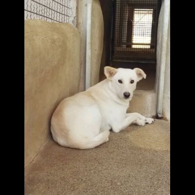UN'OPPORTUNITA' ANCHE PER BLANGE, CAGNOLINA IN ADOZIONE