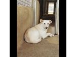 UN'OPPORTUNITA' ANCHE PER BLANGE, CAGNOLINA IN ADOZIONE