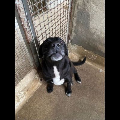 BORIS FANTASTICO ESEMPLARE DI CANE COZZA! DOLCISSIMO CAGNOLINO IN ADOZIONE - Foto 5