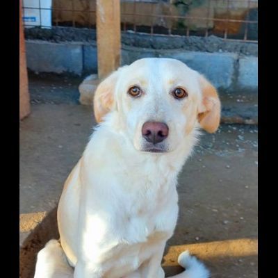VERONIQUE UN VERO TESORO CAGNOLINA IN ADOZIONE - Foto 4