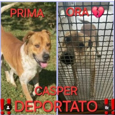 CASPER HA BISOGNO URGENTE DI TROVARE CASA, CANE IN ADOZIONE