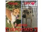 CASPER HA BISOGNO URGENTE DI TROVARE CASA, CANE IN ADOZIONE