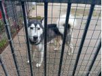 Aron husky