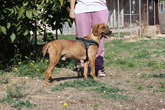 Ehi tu, si proprio tu, mi porti nella tua vita? non te ne pentirai !! - Foto 2