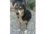 BIRILLO, adozione urgente