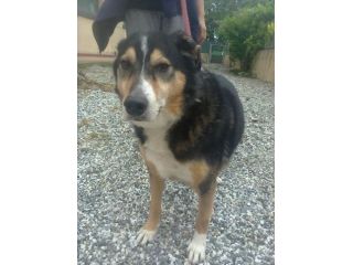 BIRILLO, adozione urgente