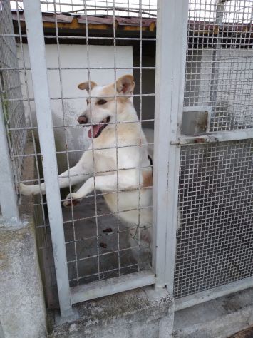 FILIPPO - cane di 6 anni e mezzo - taglia media - Foto 6