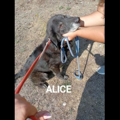ALICE ed ELLEN DALLA STRADA ALLE SBARRE, CAGNOLINE IN ADOZIONE - Foto 5