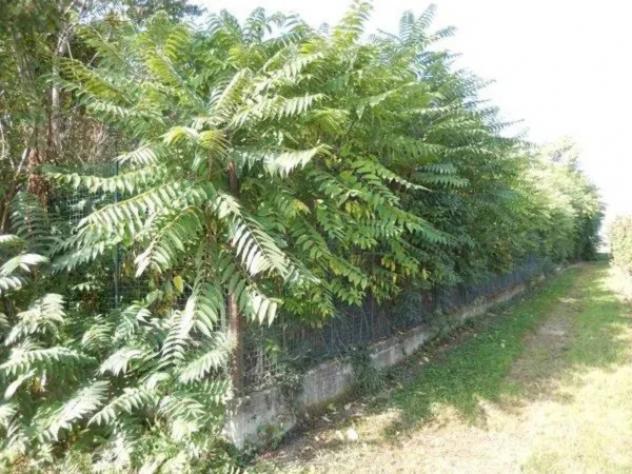 Immobile in asta di 281 m² con più di 5 locali in vendita a Campiglione-Fenile - Foto 6