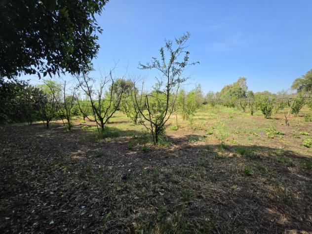 Frutteto in vendita a San Sperate - Foto 2