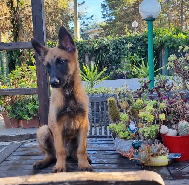 Cucciolata Pastore Belga Malinois Puglia Basilicata Campania Calabria - Foto 5