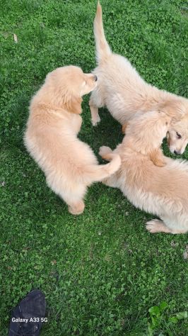 Cuccioli di Golden Retriever con pedigree ENCI - Foto 6