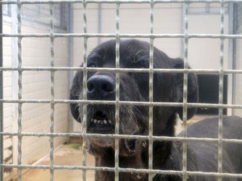 MARGOT, cane corso senior - Foto 4