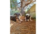 Cuccioli Amstaff Tricolore con pedigree ENCI