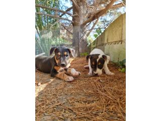 Cuccioli Amstaff Tricolore con pedigree ENCI