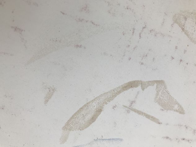 Pelle vegetale bianca da dipingere a mano - Foto 4