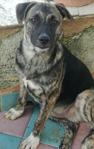 Stupendi cucciolotti in cerca di casa - Foto 6