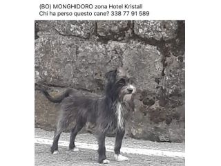 Regalo in adozione cane di nome.Roki