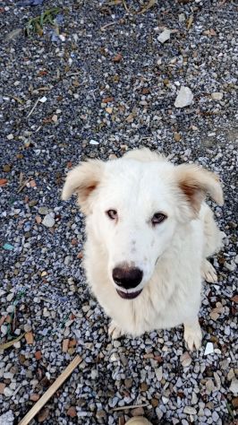 2anni femmina tg grande bellissima tolta da una vita pessima!NAPOLI - Foto 2