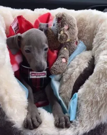 Elegantissimi cuccioli di Levriero Italiano - Foto 2