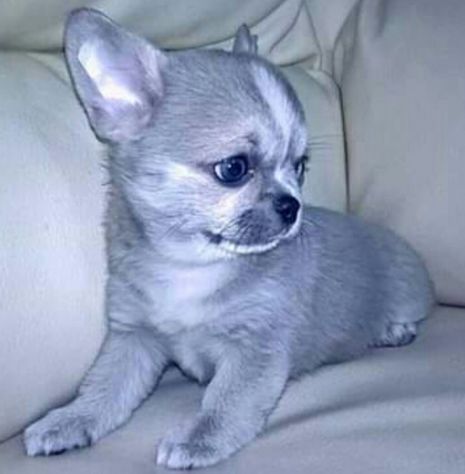 CHIHUAHUA PELO CORTO E LUNGO NO SMS SOLO CHIAMATE - Foto 9
