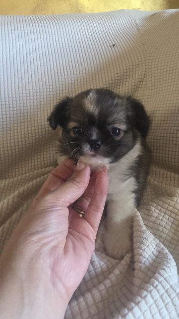 Chihuahua - Foto 2