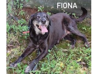 Fiona simil labrador