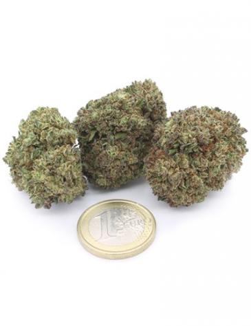 Critical+ - Foto 3