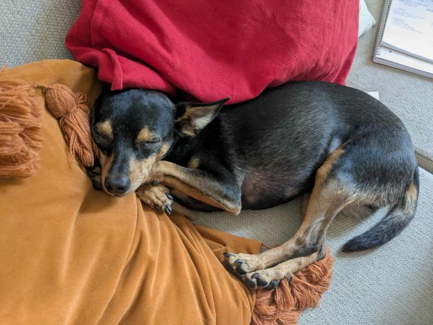 STARLET, MINI PINSCHER dolcissima - Foto 5