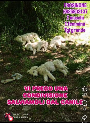 SPLENDIDI CUCCIOLI PMA IN ADOZIONE - Foto 3