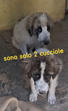 CUCCIOLE 4 MESI TAGLIA MEDIA GRANDE - Foto 4
