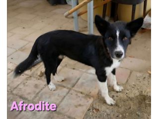 AFRODITE