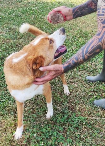 MAI SCELTI: CANI IN ADOZIONE - Foto 4