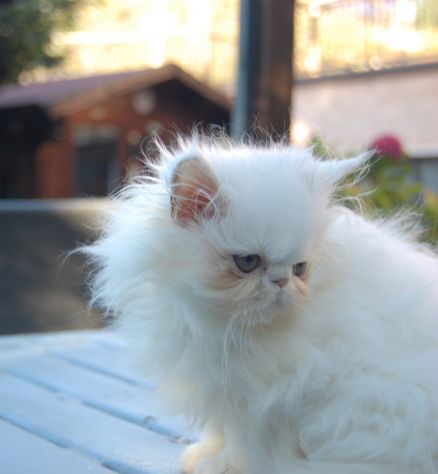 Cuccioli di gatto persiano - Foto 2