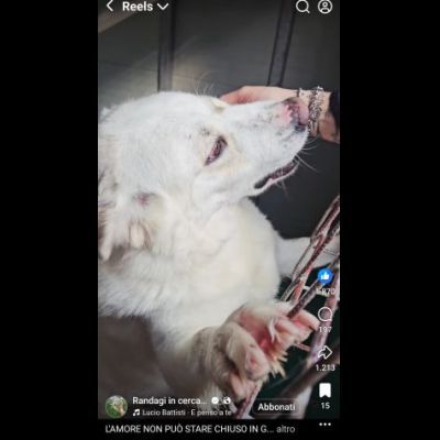 SONNY  molto affettuoso, CANE IN ADOZIONE tg media - Foto 7