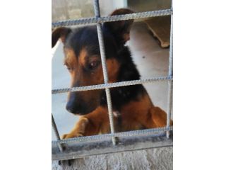 CANE IN ADOZIONE: GRISU' il lupetto abbandonato.