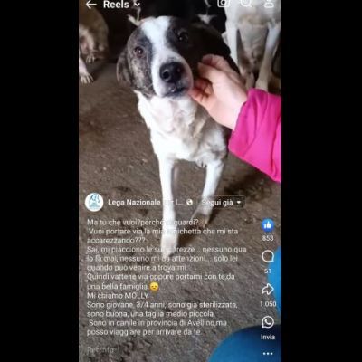 MOLLY, CERCA COCCOLE E ATTENZIONI, CAGNOLINA IN ADOZIONE, TAGLIA MEDIO PICCOLA - Foto 7