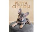 BULLDOG FRANCESE - FRENCH BOULEDOGUE CUCCIOLI - Pagamento rate 12 mesi